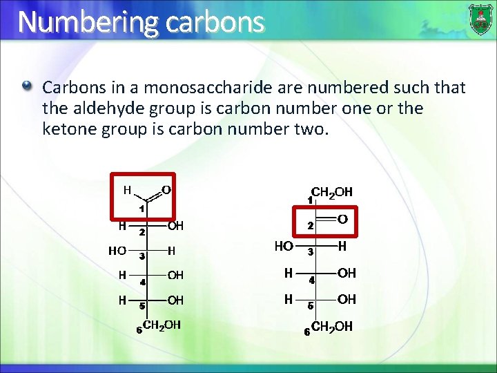 Numbering carbons Carbons in a monosaccharide are numbered such that the aldehyde group is