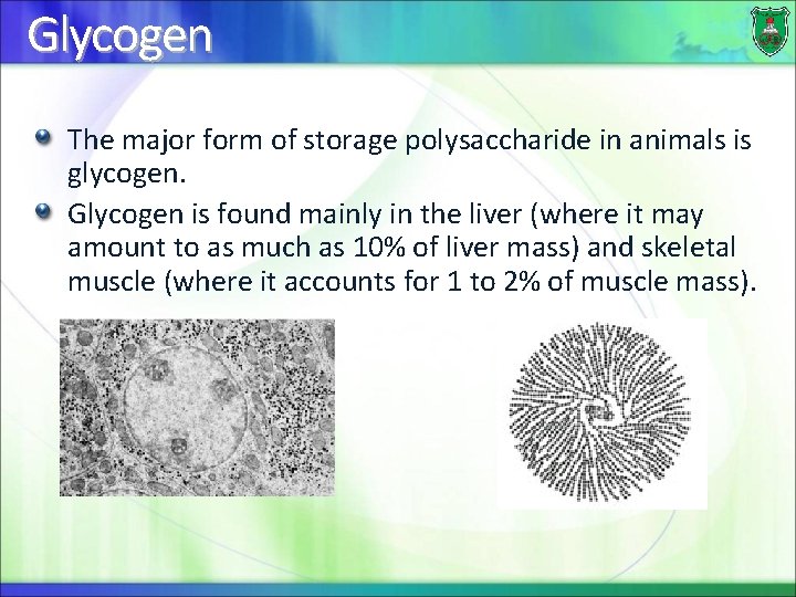 Glycogen The major form of storage polysaccharide in animals is glycogen. Glycogen is found