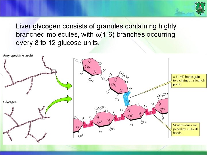 Liver glycogen consists of granules containing highly branched molecules, with (1 -6) branches occurring