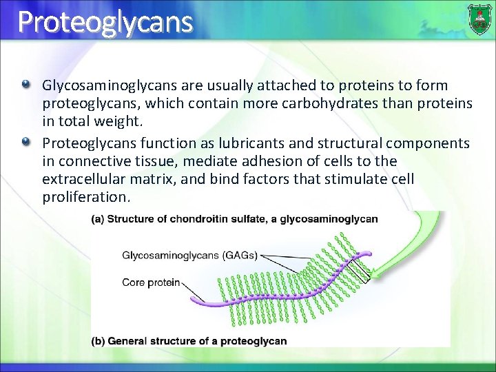 Proteoglycans Glycosaminoglycans are usually attached to proteins to form proteoglycans, which contain more carbohydrates