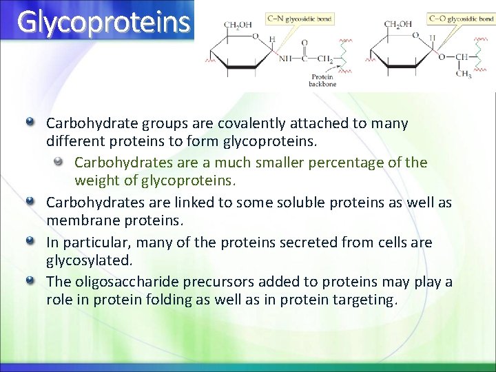 Glycoproteins Carbohydrate groups are covalently attached to many different proteins to form glycoproteins. Carbohydrates