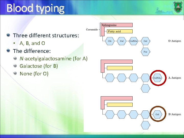 Blood typing Three different structures: • A, B, and O The difference: N-acetylgalactosamine (for