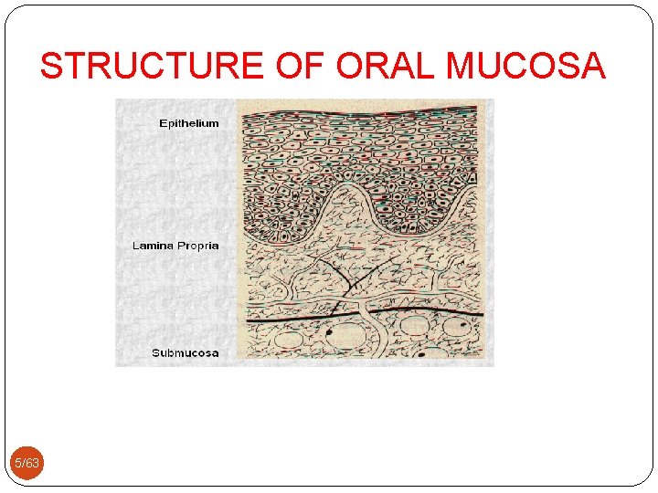 STRUCTURE OF ORAL MUCOSA 5/63 