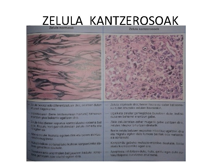 ZELULA KANTZEROSOAK 