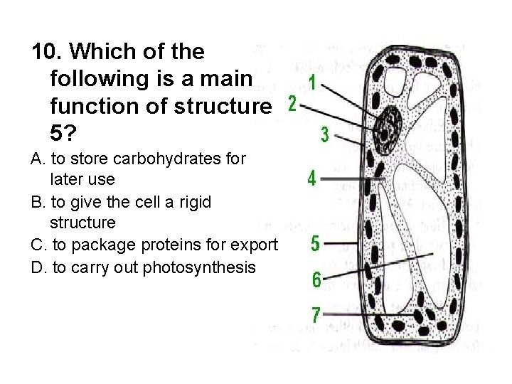 10. Which of the following is a main function of structure 5? A. to