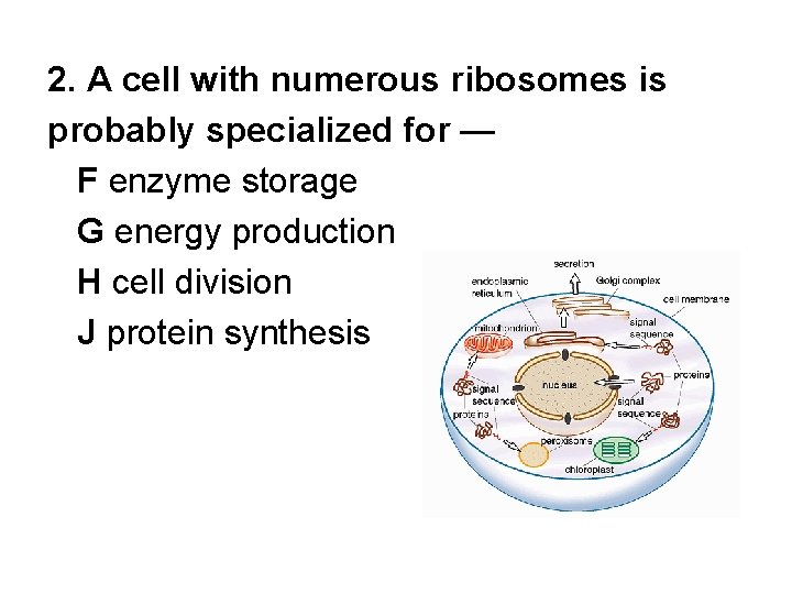 2. A cell with numerous ribosomes is probably specialized for — F enzyme storage