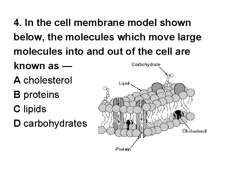 4. In the cell membrane model shown below, the molecules which move large molecules