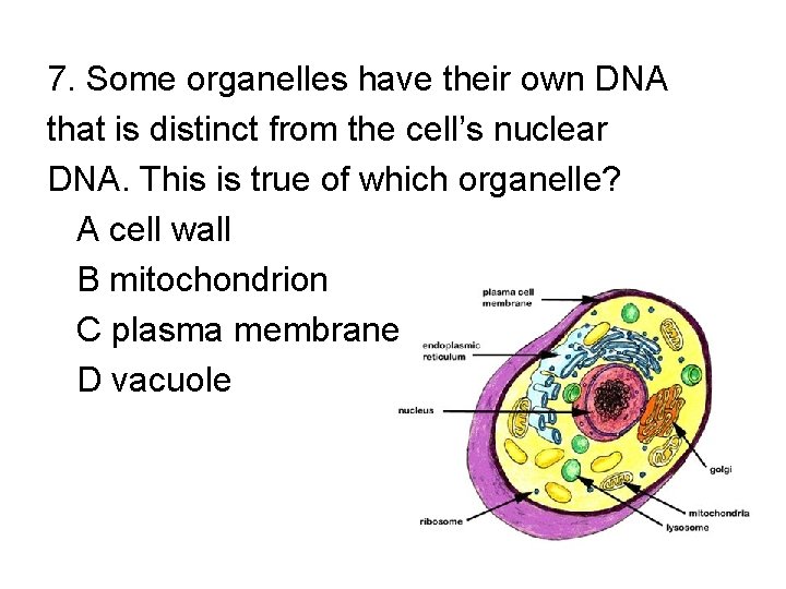 7. Some organelles have their own DNA that is distinct from the cell’s nuclear