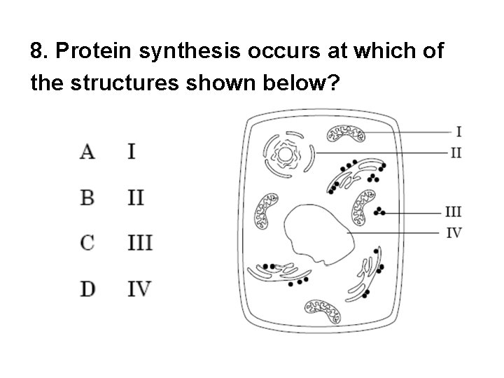 8. Protein synthesis occurs at which of the structures shown below? 