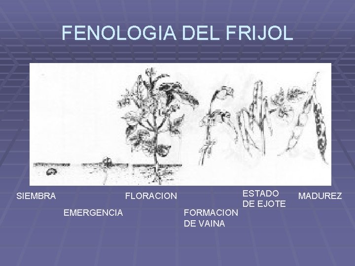 FENOLOGIA DEL FRIJOL SIEMBRA FLORACION EMERGENCIA FORMACION DE VAINA ESTADO DE EJOTE MADUREZ 