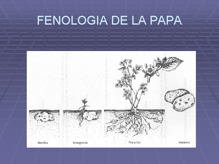 FENOLOGIA DE LA PAPA 