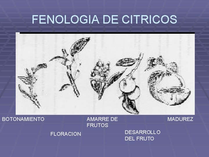 FENOLOGIA DE CITRICOS BOTONAMIENTO AMARRE DE FRUTOS FLORACION MADUREZ DESARROLLO DEL FRUTO 