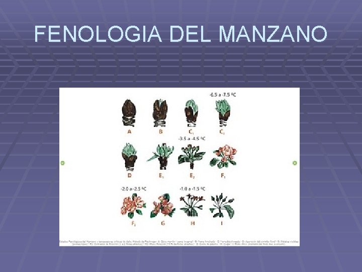 FENOLOGIA DEL MANZANO 