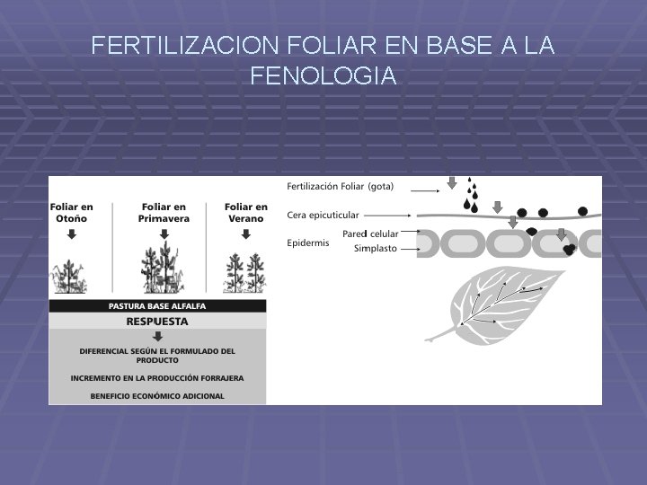 FERTILIZACION FOLIAR EN BASE A LA FENOLOGIA 