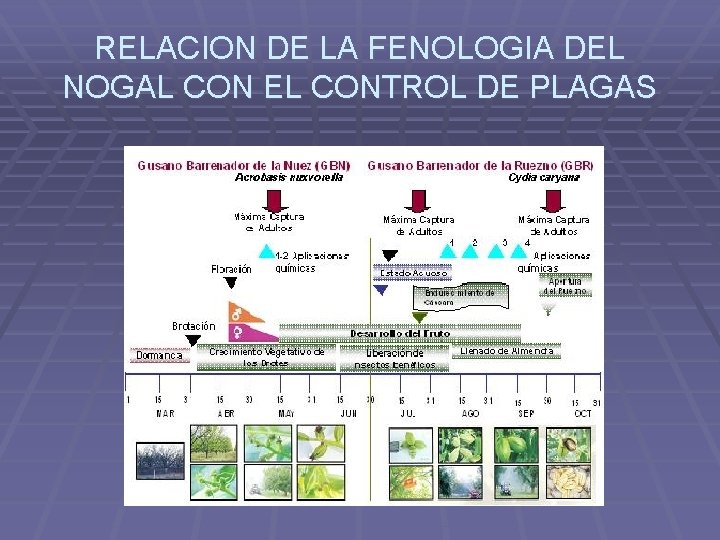 RELACION DE LA FENOLOGIA DEL NOGAL CON EL CONTROL DE PLAGAS 