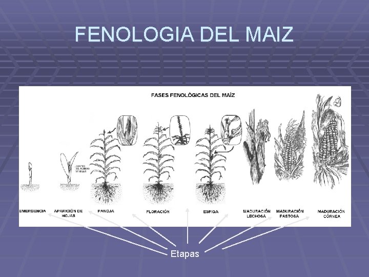 FENOLOGIA DEL MAIZ Etapas 