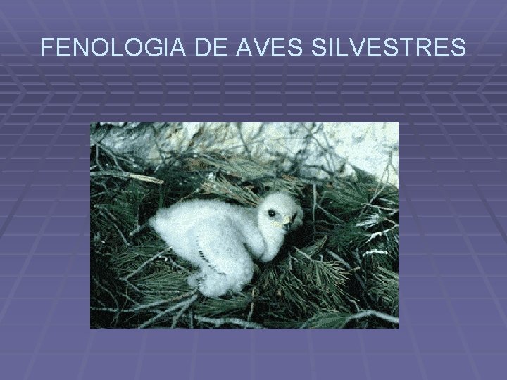 FENOLOGIA DE AVES SILVESTRES 