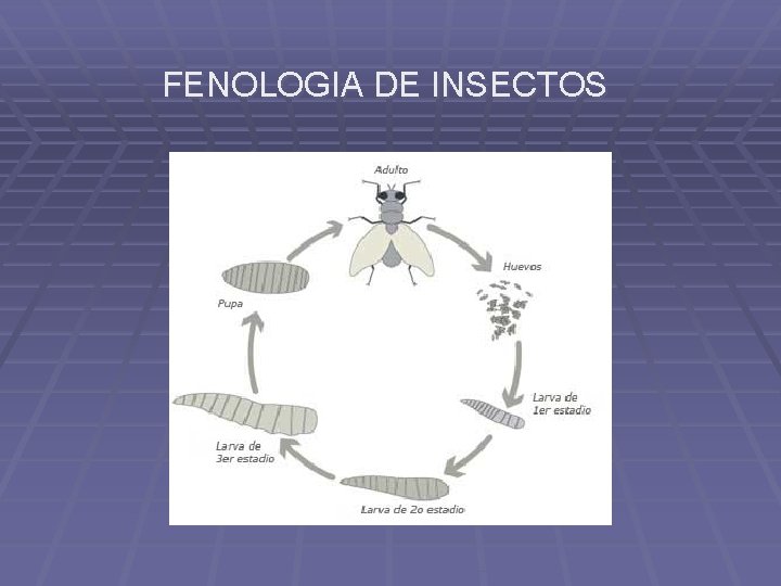 FENOLOGIA DE INSECTOS 