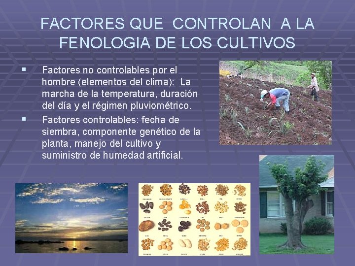 FACTORES QUE CONTROLAN A LA FENOLOGIA DE LOS CULTIVOS § § Factores no controlables