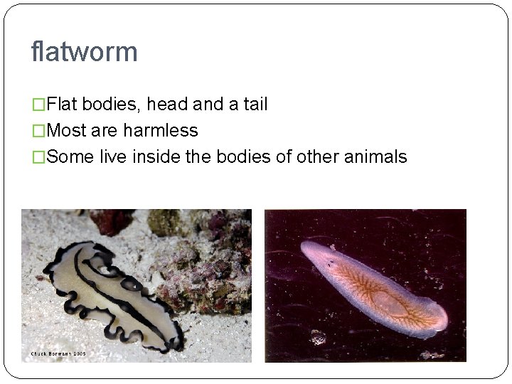 flatworm �Flat bodies, head and a tail �Most are harmless �Some live inside the