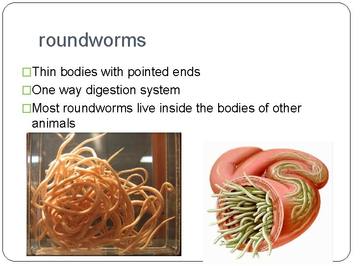 roundworms �Thin bodies with pointed ends �One way digestion system �Most roundworms live inside