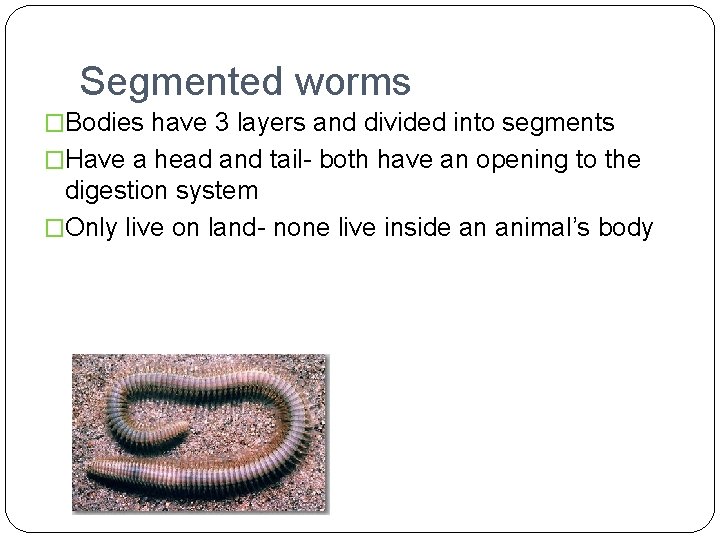 Segmented worms �Bodies have 3 layers and divided into segments �Have a head and