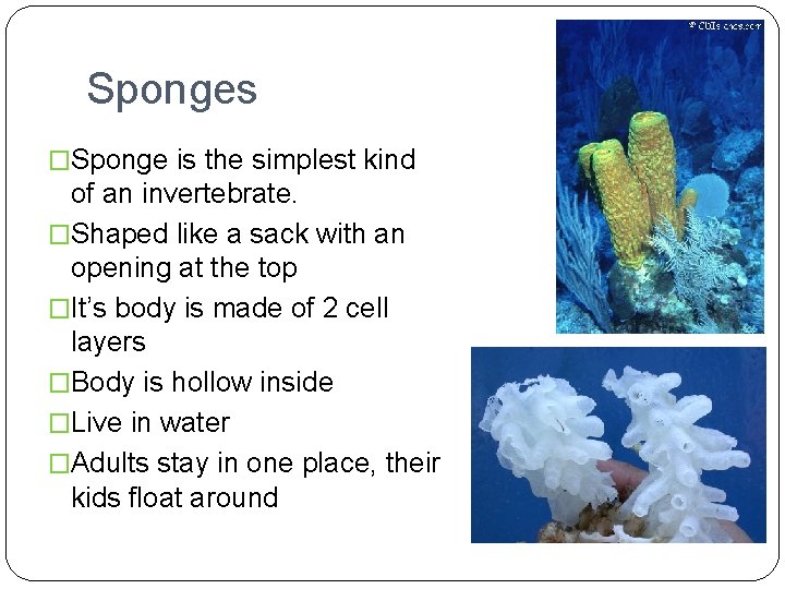 Sponges �Sponge is the simplest kind of an invertebrate. �Shaped like a sack with