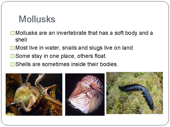 Mollusks � Mollusks are an invertebrate that has a soft body and a shell