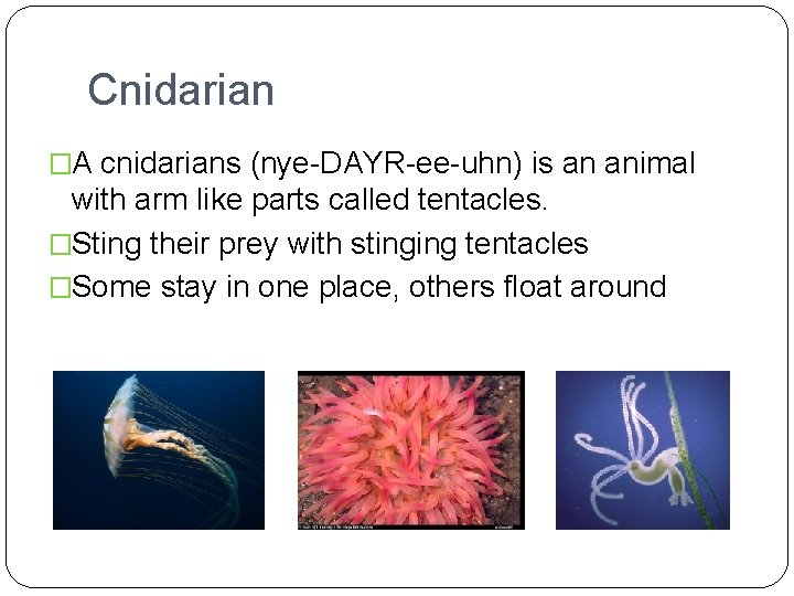 Cnidarian �A cnidarians (nye-DAYR-ee-uhn) is an animal with arm like parts called tentacles. �Sting