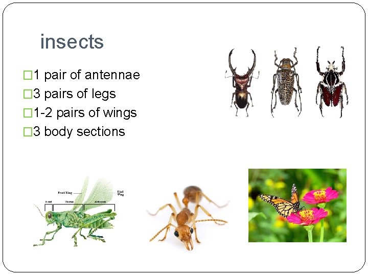 insects � 1 pair of antennae � 3 pairs of legs � 1 -2