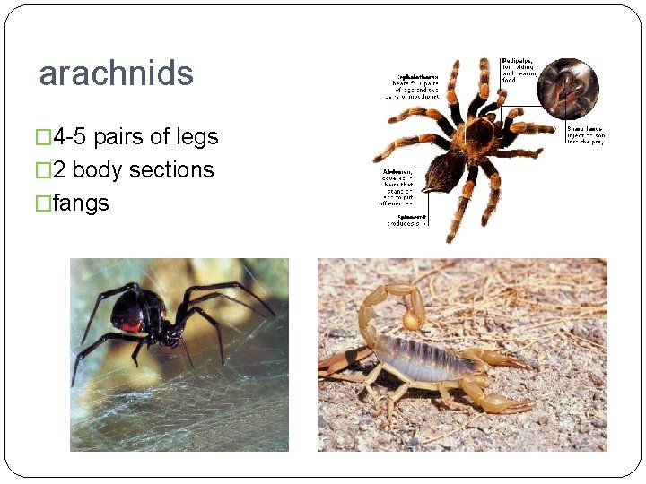 arachnids � 4 -5 pairs of legs � 2 body sections �fangs 