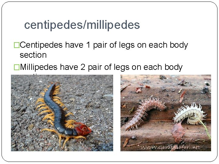 centipedes/millipedes �Centipedes have 1 pair of legs on each body section �Millipedes have 2