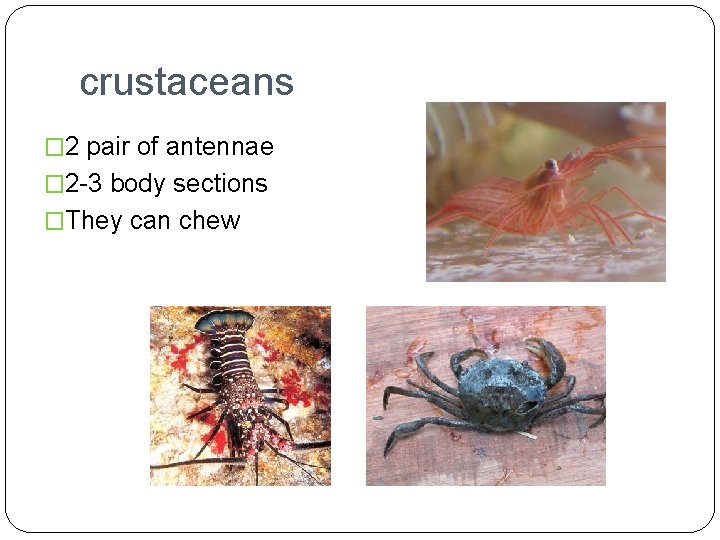 crustaceans � 2 pair of antennae � 2 -3 body sections �They can chew