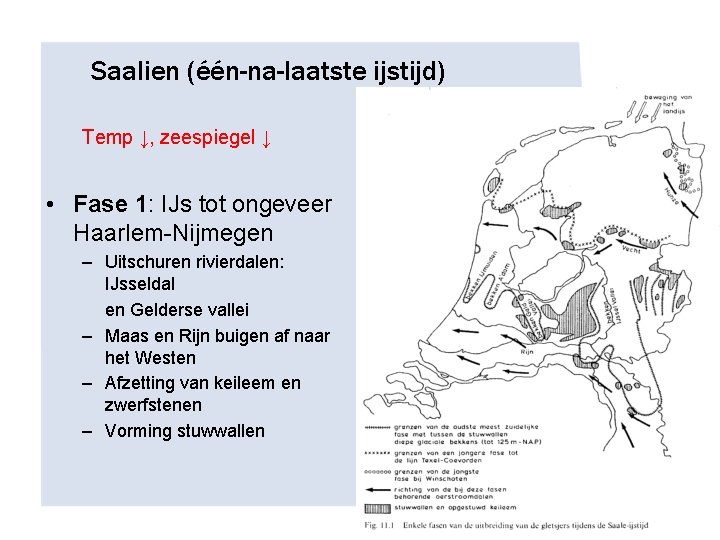 Saalien (één-na-laatste ijstijd) Temp ↓, zeespiegel ↓ • Fase 1: IJs tot ongeveer Haarlem-Nijmegen