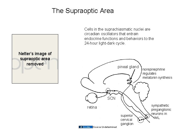 The Supraoptic Area Cells in the suprachiasmatic nuclei are circadian oscillators that entrain endocrine