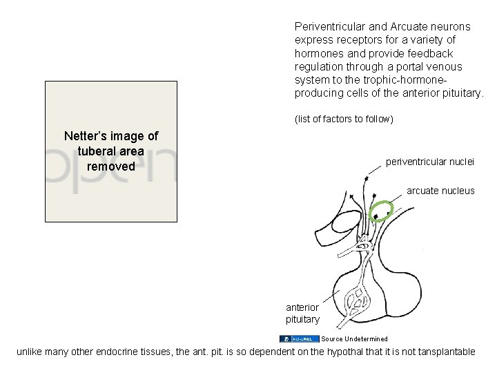 Periventricular and Arcuate neurons express receptors for a variety of hormones and provide feedback