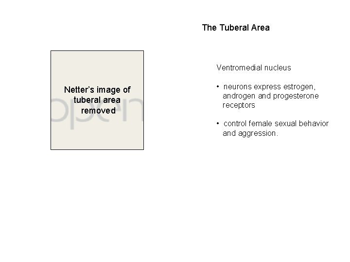 The Tuberal Area Ventromedial nucleus Netter’s image of tuberal area removed • neurons express