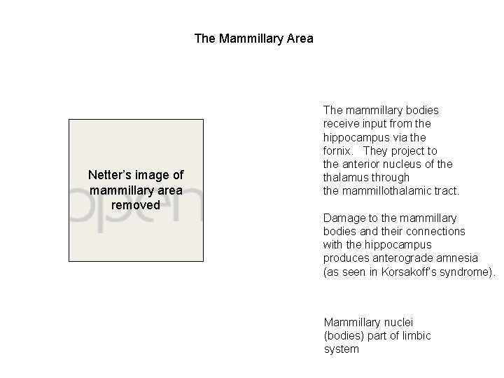 The Mammillary Area Netter’s image of mammillary area removed The mammillary bodies receive input