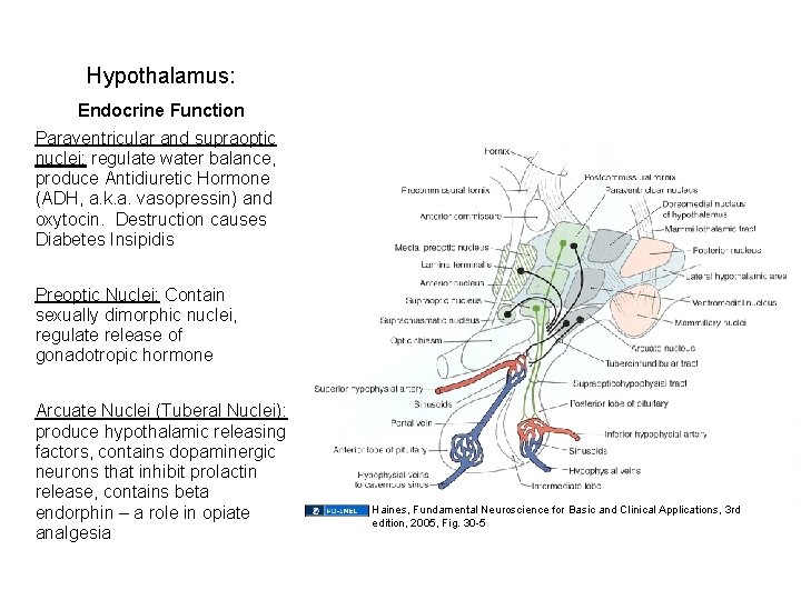 Hypothalamus: Endocrine Function Paraventricular and supraoptic nuclei: regulate water balance, produce Antidiuretic Hormone (ADH,