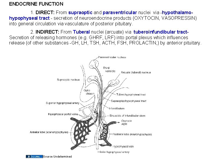 ENDOCRINE FUNCTION 1. DIRECT: From supraoptic and paraventricular nuclei via -hypothalamohypophyseal tract - secretion