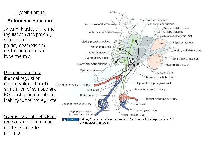 Hypothalamus: Autonomic Function: Anterior Nucleus: thermal regulation (dissipation), stimulation of parasympathetic NS, destruction results