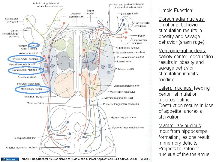 Limbic Function: Dorsomedial nucleus: emotional behavior, stimulation results in obesity and savage behavior (sham