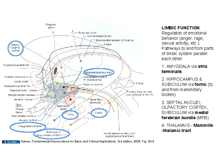 LIMBIC FUNCTION: Regulation of emotional behavior (anger, rage, sexual activity, etc. ). Pathways to