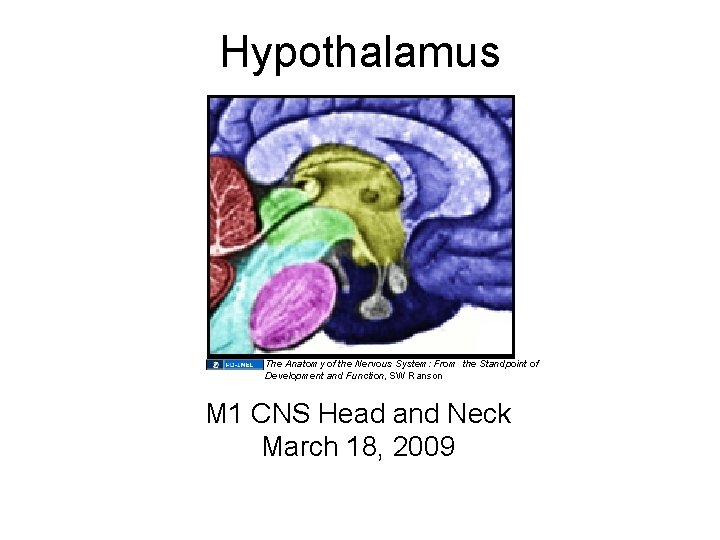 Hypothalamus The Anatomy of the Nervous System: From the Standpoint of Development and Function,