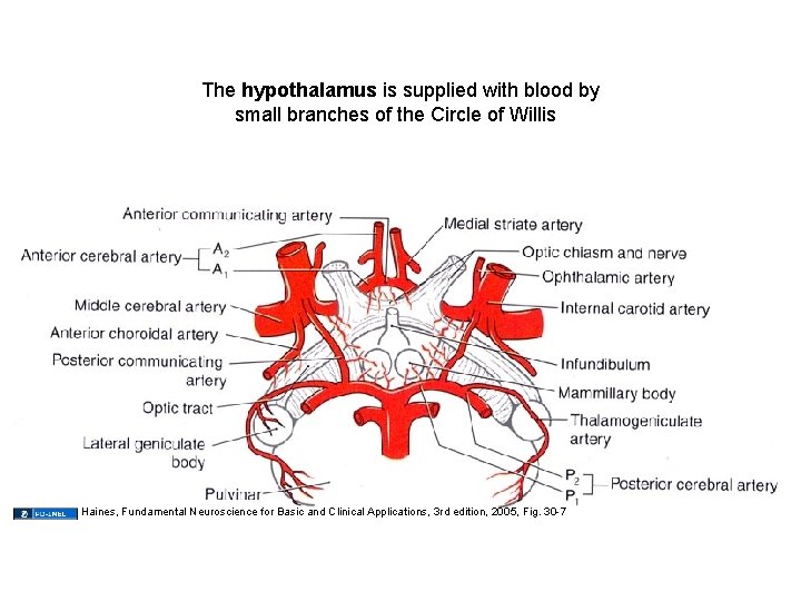 The hypothalamus is supplied with blood by small branches of the Circle of Willis