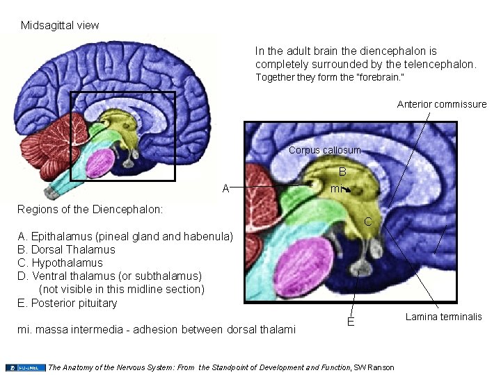 Midsagittal view In the adult brain the diencephalon is completely surrounded by the telencephalon.