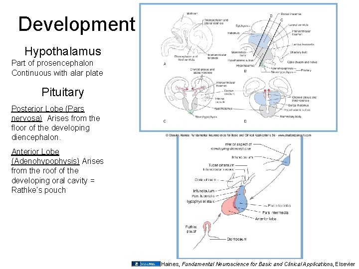 Development Hypothalamus Part of prosencephalon Continuous with alar plate Pituitary Posterior Lobe (Pars nervosa)