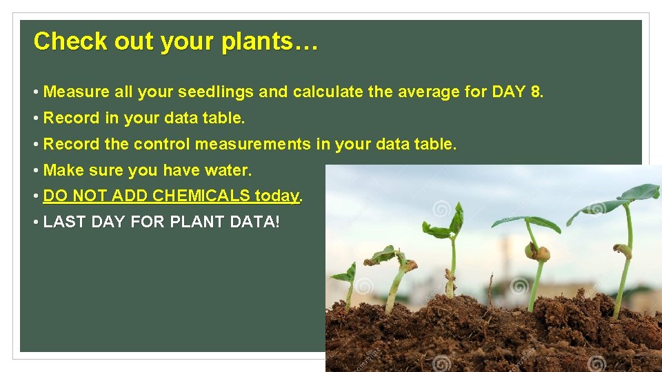 Check out your plants… • Measure all your seedlings and calculate the average for