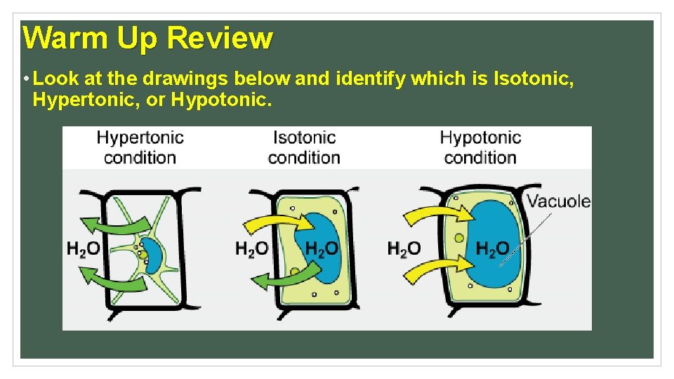 Warm Up Review • Look at the drawings below and identify which is Isotonic,