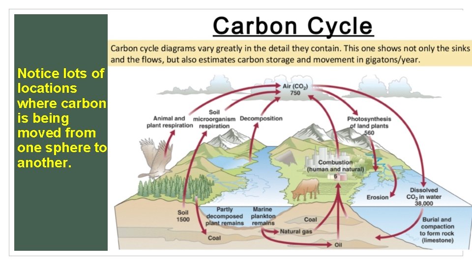 Carbon Cycle Diagram Notice lots of locations where carbon is being moved from one